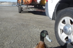 Elkhorn Slough Duck