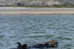 Elkhorn Slough Otter
