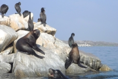 Elkhorn Slough Seals