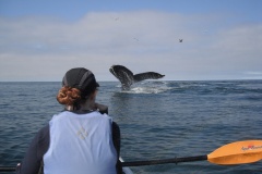 Elkhorn Slough Humpback Tail Lobbing