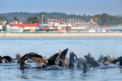 california-sea-lions-1200