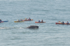 davenport-gray-whale